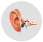 EAR