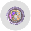 SECONDARY OOCYTE